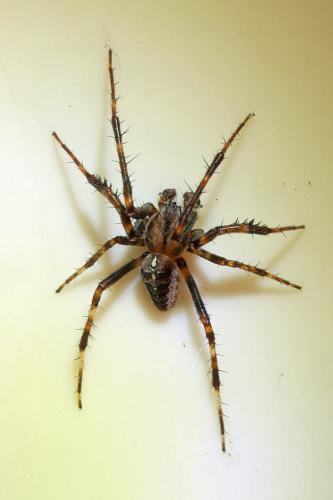 Araneus diadematus